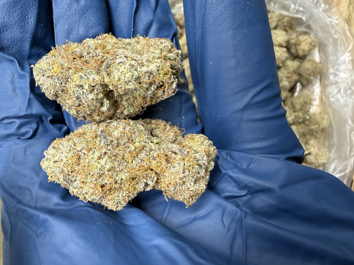 Tangie Haze Flower